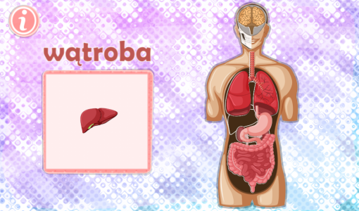 Budowa człowieka wątroba